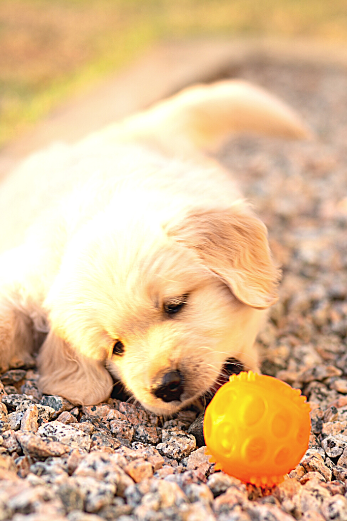 10 Essential Pet Products every dog owner must have!